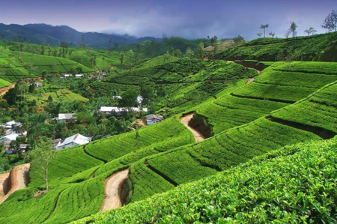 Explore Nuwara Eliya | Experience the Best Tea in the World - Oak Ray Tea Factory & Museum: tea craft you can see