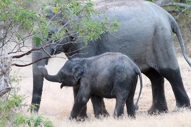 Explore The Beauty Of Udawalawe National Park From South Coast During 01 Day - What You Can Expect to See: Elephants, Crocodiles, Birds, and More