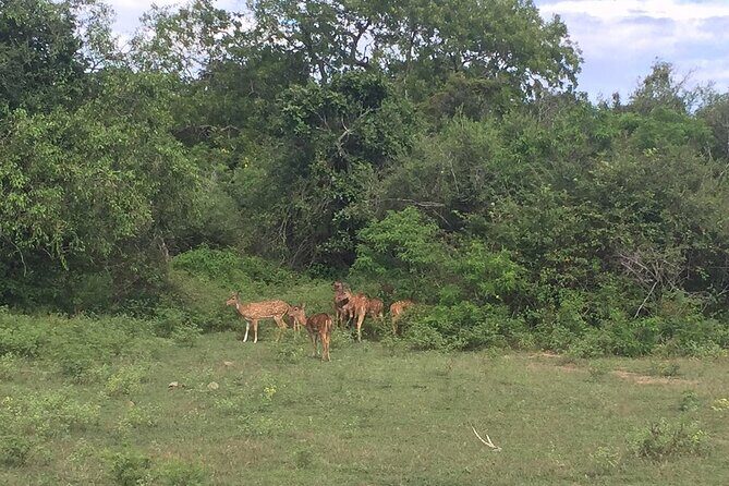 Explore The Beauty Of Udawalawe National Park From South Coast During 01 Day - Logistics That Matter: Timing, Pickup, and How Your Day Stays Smooth
