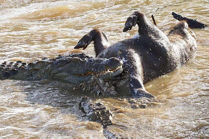 Explore The Beauty Of Udawalawe National Park From South Coast During 01 Day - Who This Safari Day Suits Best (And Who Might Prefer Something Else)