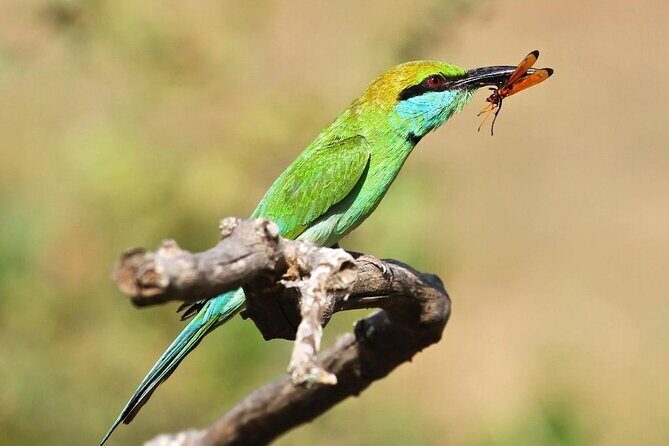 Explore The Beauty Of Udawalawe National Park From South Coast During 01 Day - Should You Book This Udawalawe Day Trip From the South Coast?