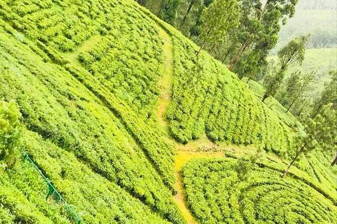 Family-Friendly Private Galle City Tour - Moonstone Mines and Handunugoda Tea Estate: Two Stops That Break Up the Day