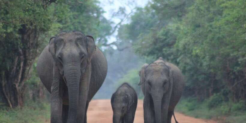 From: Ahungalla/Ambalangoda/Kosgoda/Balapitiya - YALA Safari - Why Yala’s early hours are your best bet for leopards