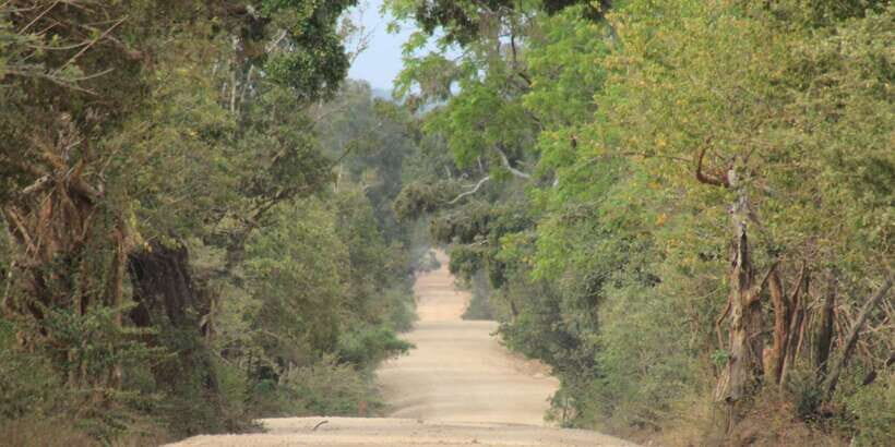 From: Ahungalla/Ambalangoda/Kosgoda/Balapitiya - YALA Safari - Inside Yala: two game drives, plus a Patanangala Beach break