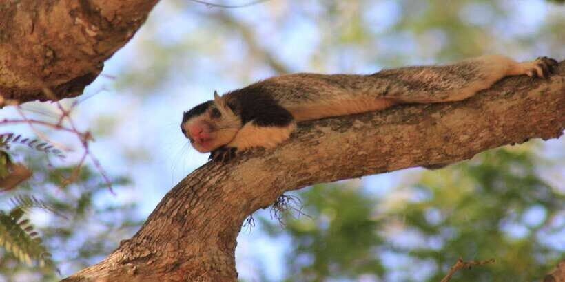 From: Ahungalla/Ambalangoda/Kosgoda/Balapitiya - YALA Safari - Price and value: what you’re paying for (and what you aren’t)