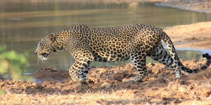 From: Ahungalla/Ambalangoda/Kosgoda/Balapitiya - YALA Safari - Eco-friendly claims and what to watch for in operation