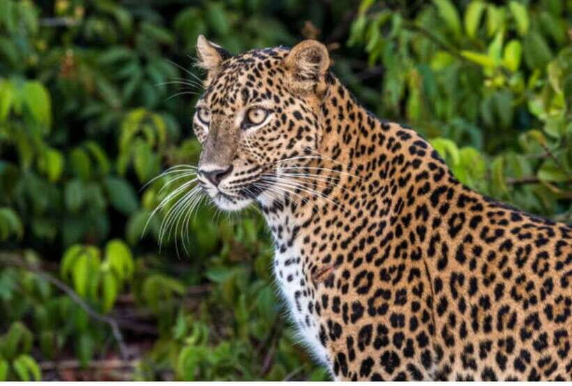 From Anuradhapura: All Inclusive Full Day Safari at Wilpattu - Key things that make this safari worth your time