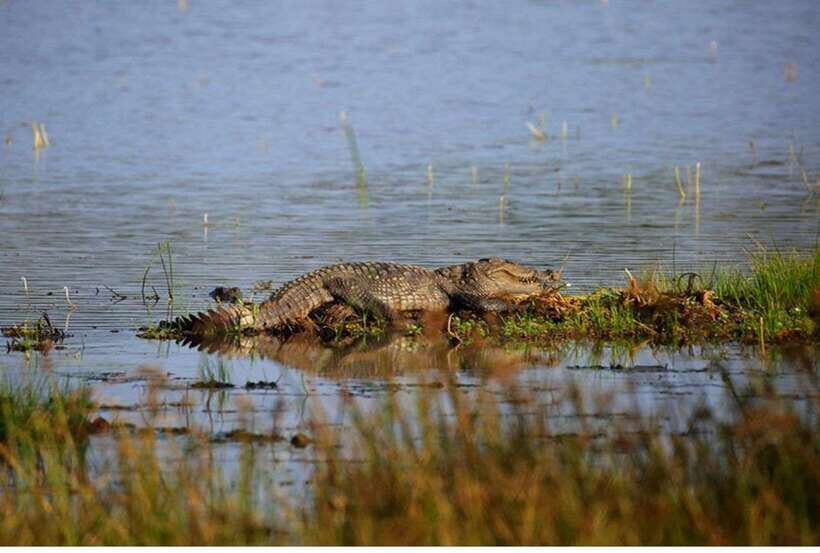 From Anuradhapura: All Inclusive Full Day Safari at Wilpattu - Wilpattu Safari: why this park feels different in practice