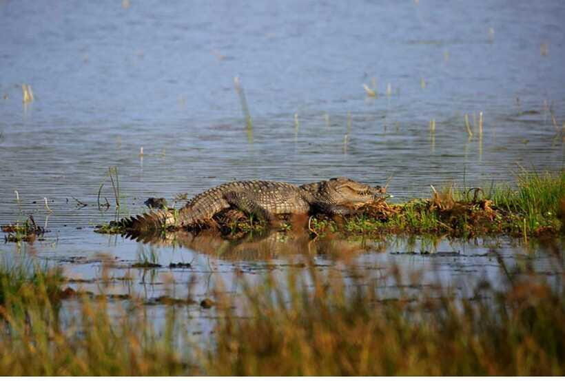 From Anuradhapura: All Inclusive Full Day Safari at Wilpattu - Willus lakes: where water can turn into sightings