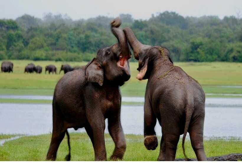 From Anuradhapura: All Inclusive Full Day Safari at Wilpattu - Breakfast, packed lunch, and water on a 12-hour day