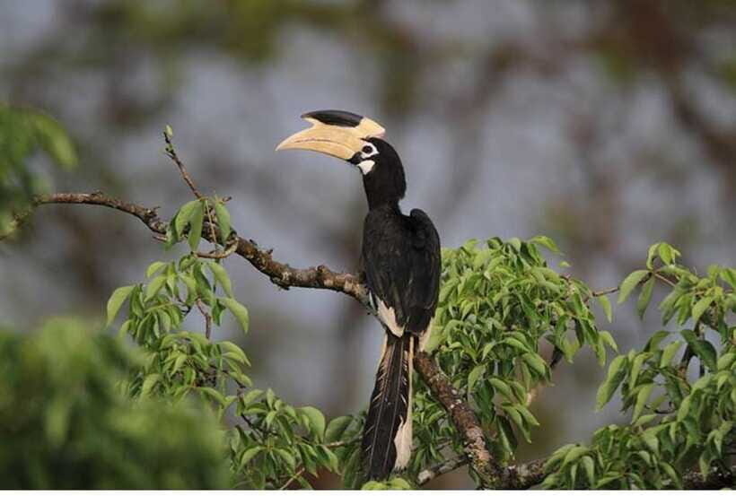 From Anuradhapura: All Inclusive Full Day Safari at Wilpattu - Price and logistics: what $117 buys you (and what to confirm)