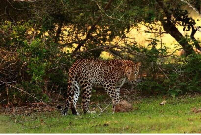 From Anuradhapura: All Inclusive Full Day Safari at Wilpattu - Who this Wilpattu safari suits best