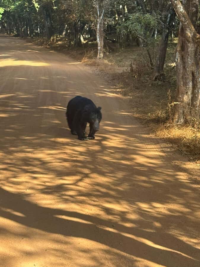 From Anuradhapura:Wilpattu Full-Day Wildlife Safari. - Key Things I’d Circle Before Booking