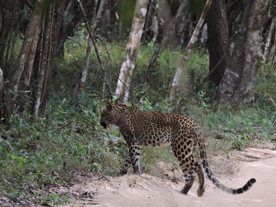 From Anuradhapura:Wilpattu Full-Day Wildlife Safari. - Leaving Anuradhapura: The Easy Part of a Wildlife Day