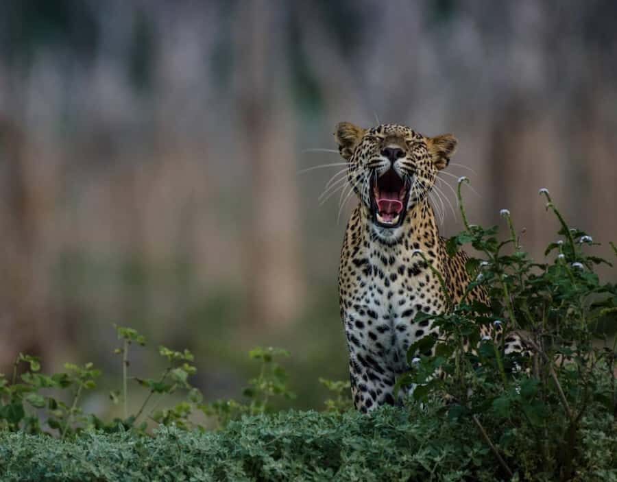 From Anuradhapura:Wilpattu Full-Day Wildlife Safari. - Price and Value: What You Pay, What You Still Need to Budget