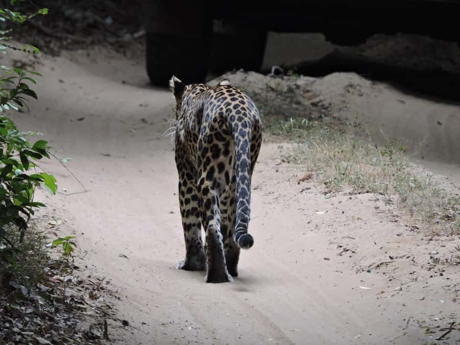 From Anuradhapura:Wilpattu Full-Day Wildlife Safari. - Pickup Areas: The Convenience You Actually Feel