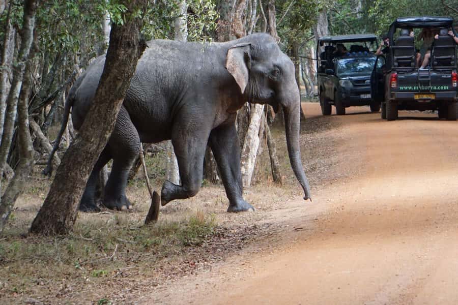 From Anuradhapura:Wilpattu Full-Day Wildlife Safari. - What to Pack (and What to Skip) for Wilpattu Comfort