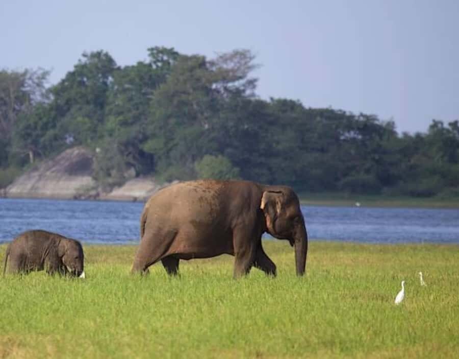From Anuradhapura:Wilpattu Full-Day Wildlife Safari. - Should You Book This Wilpattu Full-Day Safari?