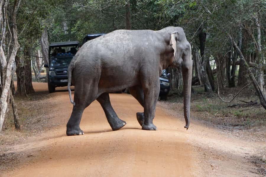 From Anuradhapura:Wilpattu Full-Day Wildlife Safari. - A Full-Day Schedule That Keeps You in the Hunt