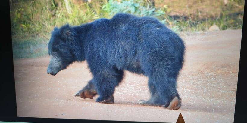 From Arugambay : Yala National Park Safari & Dropoff in Ella - Key points before you go