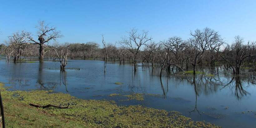 From Arugambay : Yala National Park Safari & Dropoff in Ella - Photos without the headache: watching, then shooting