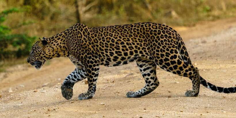 From Arugambay : Yala National Park Safari & Dropoff in Ella - The 4-hour Yala safari block: how the day actually flows