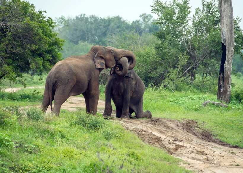 From Bentota: Elephant Transit Camp and Udawalawe Safari - Elephant Transit Camp milk feeding: the emotional contrast