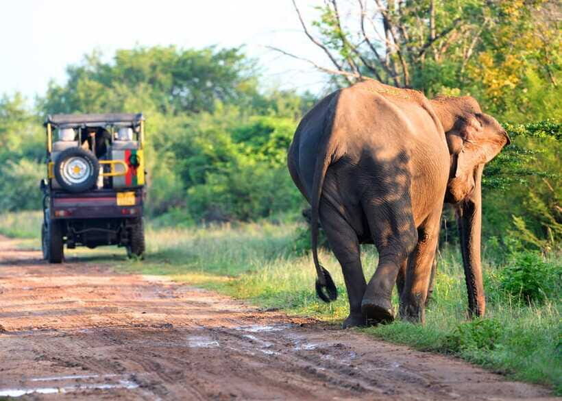 From Bentota: Elephant Transit Camp and Udawalawe Safari - Galle Fort UNESCO: cobblestone lanes and Dutch-built defenses