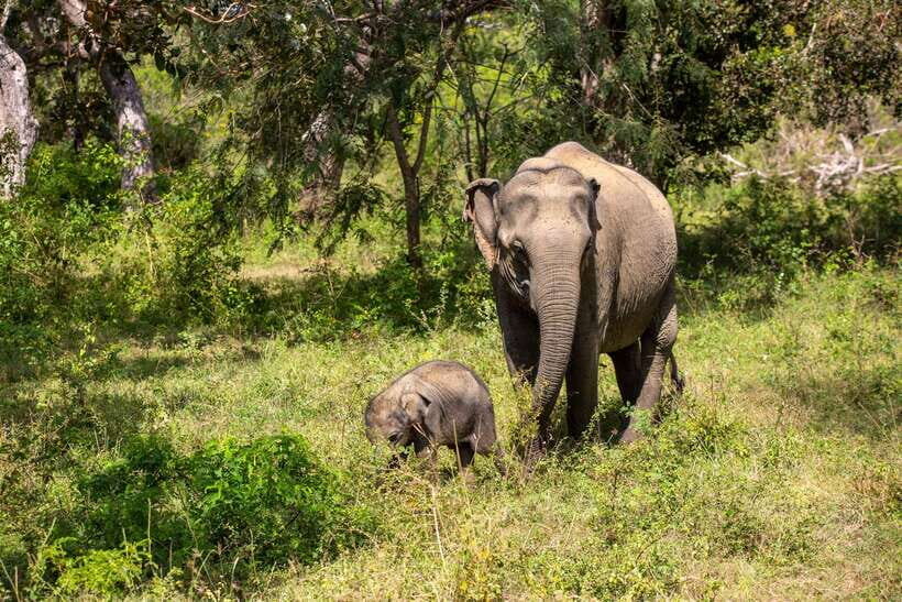 From Bentota: Elephant Transit Camp and Udawalawe Safari - Udawalawe National Park jeep safari: the close-encounter moment