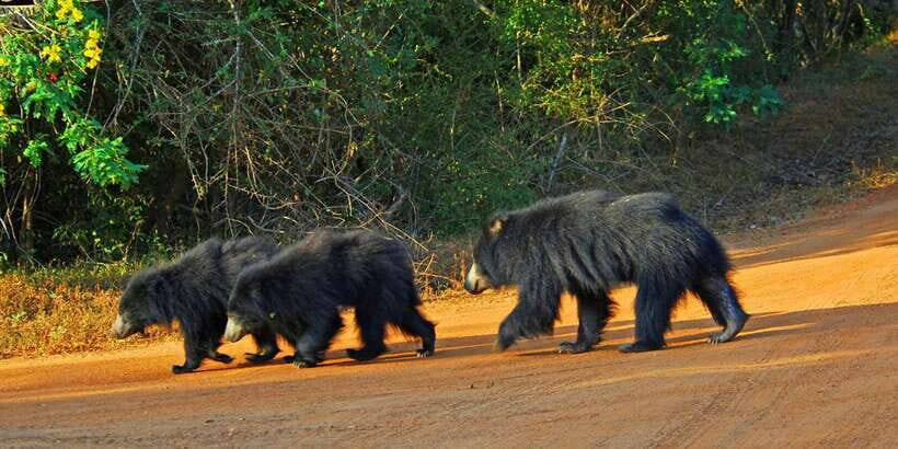 From Bentota: Full-Day Yala National Park Safari Tour - Key things to know before you go