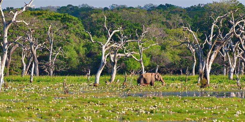 From Bentota: Full-Day Yala National Park Safari Tour - Comfort notes: shoes, luggage rules, and timing pressure