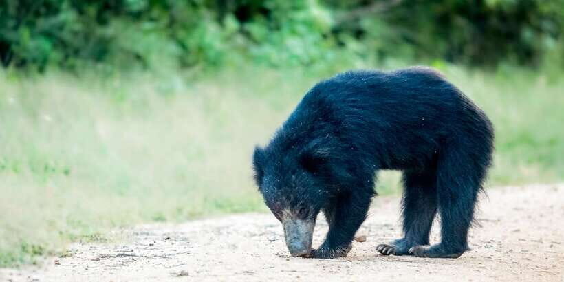 From Bentota: Full-Day Yala National Park Safari Tour - Yala From Bentota: what the day trip actually delivers
