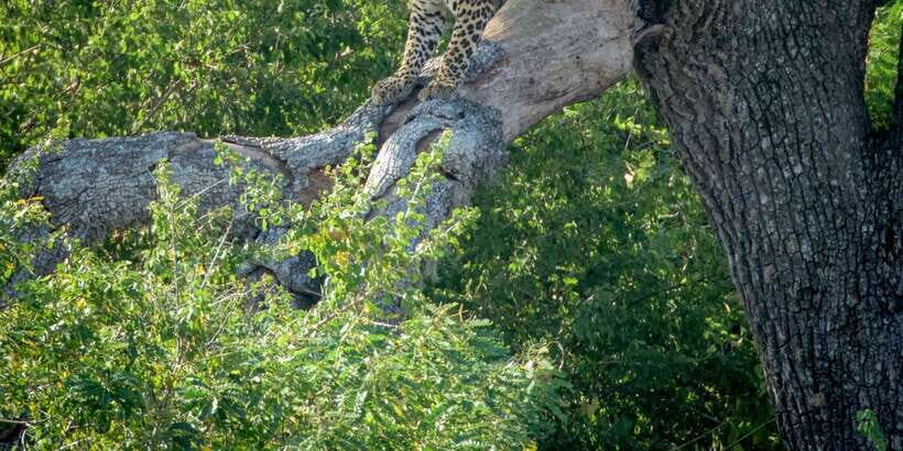 From Bentota: Full-Day Yala National Park Safari Tour - Arriving in Yala: how the park entrance step works