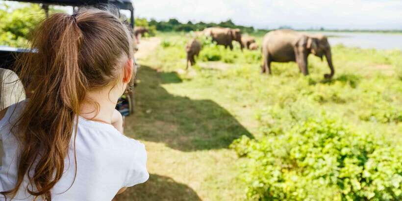From Bentota: Full-Day Yala National Park Safari Tour - The 1:00 PM jeep safari: your best window for big sightings
