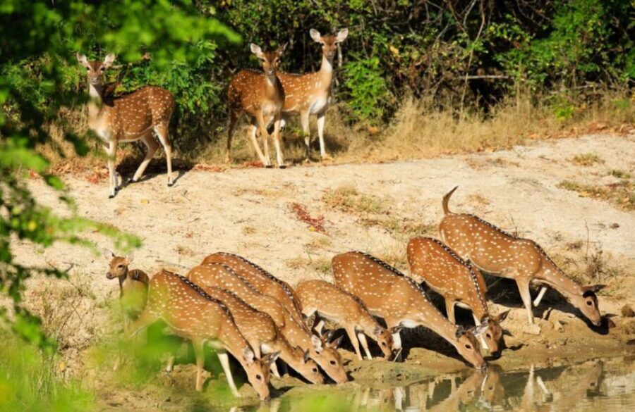 From Bentota: Full-Day Yala National Park Safari Tour - Elephants, crocodiles, and the water-hole effect