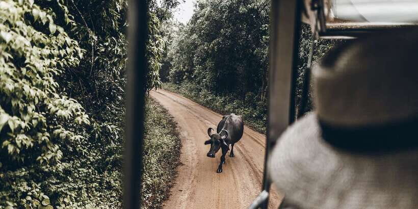 From Bentota: Full-Day Yala National Park Safari Tour - What your 4 hours in Yala feels like (and what you should not expect)