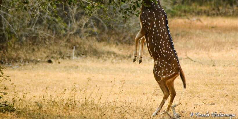 From Bentota: Full-Day Yala National Park Safari Tour - Lunch, entrance fees, and the real value of $105