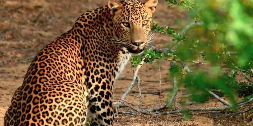 From Bentota: Full-Day Yala National Park Safari Tour - Pickup from Bentota and the shared-ride reality