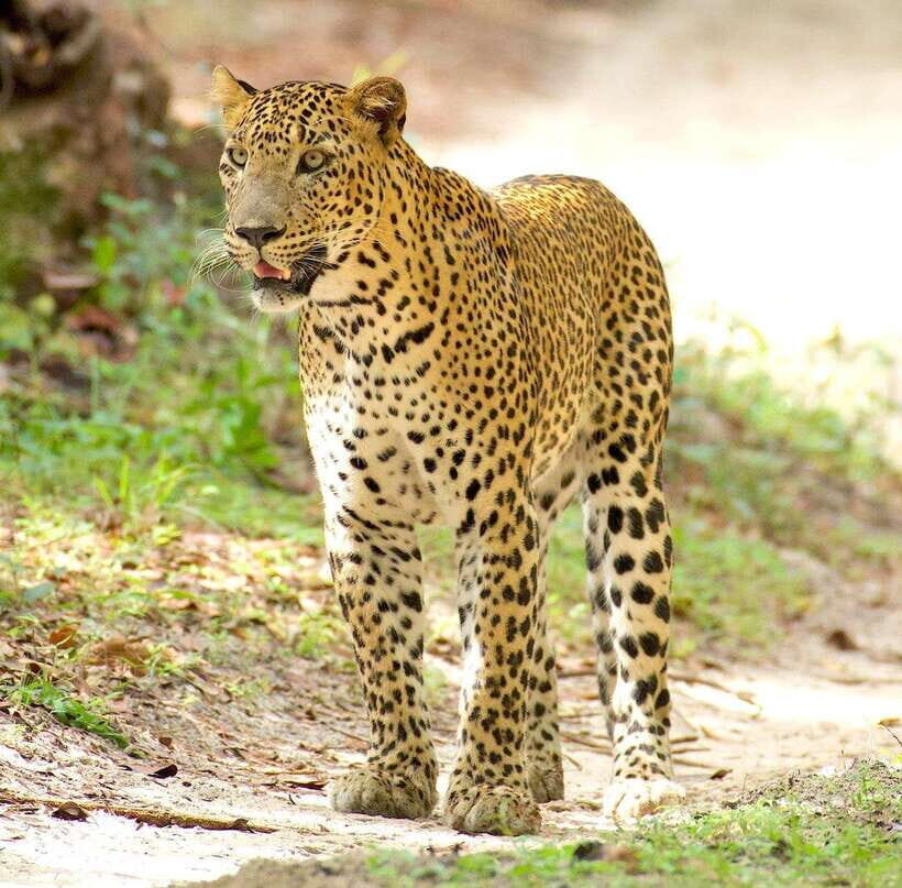 From Bentota - Yala National Park Full Day Safari Tour - Inside the 4x4 jeep: comfort plus the freedom to chase sightings