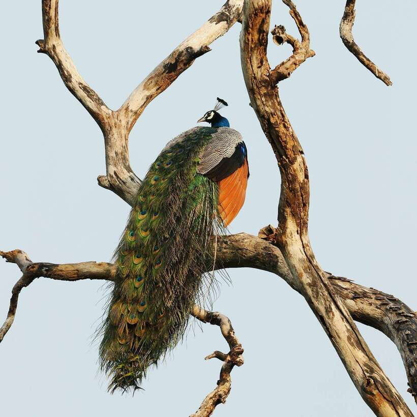 From Bentota - Yala National Park Full Day Safari Tour - The day’s food plan: breakfast, lunch, water, fruits
