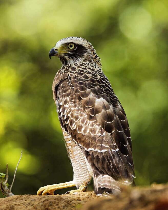 From Bentota - Yala National Park Full Day Safari Tour - My booking advice: should you go with this full-day Yala safari?