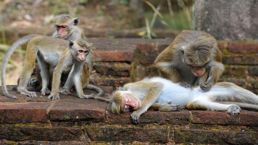 From Colombo: All Inclusive Sigiriya, Dambulla &Village Tour - Potential snag: long road time and pressure at extra stops