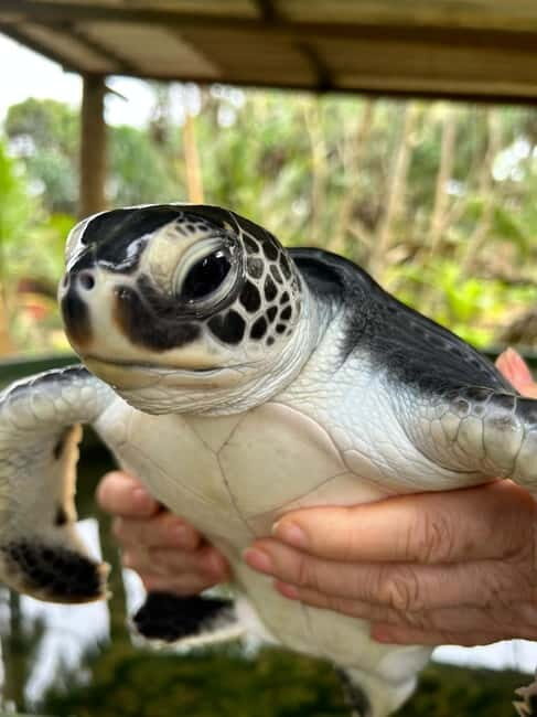 From Colombo: Galle Fort and Hikkaduwa Beach Day Tours - Bentota mangroves boat safari: the quiet highlight