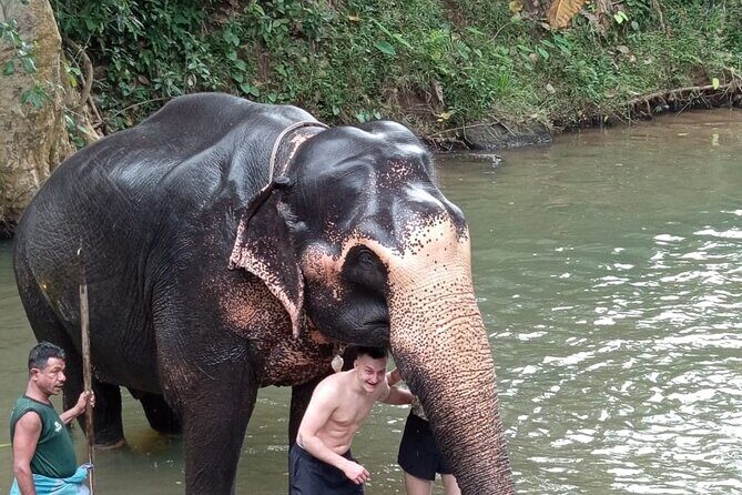 From Colombo: Kandy and Pinnawala Full-Day Trip - Price and value: what you’re paying for (and what to budget)
