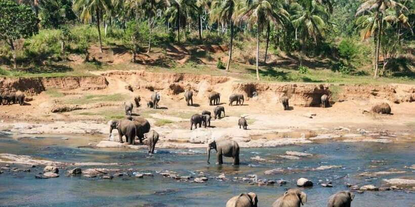 From Colombo: Kandy, Pinnawala and Tea Factory Full-Day Trip - Key Highlights Worth Your Time