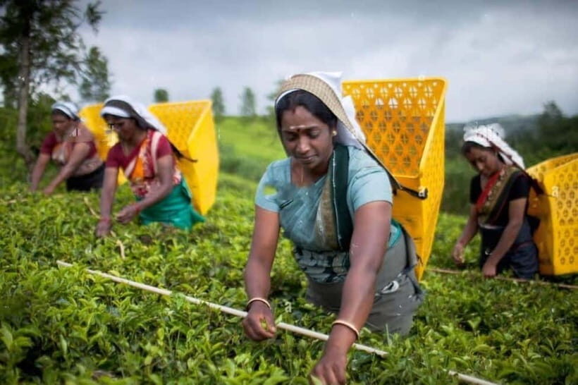 From Colombo: Kandy, Pinnawala and Tea Factory Full-Day Trip - The 6:30 AM Pickup: Why You’ll Feel Ahead, Not Rushed