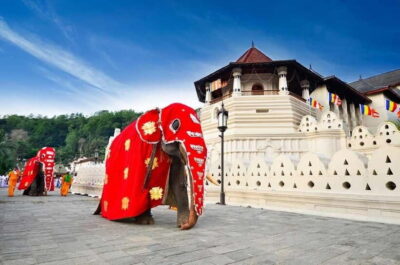 From Colombo: Kandy, Pinnawala and Tea Factory Full-Day Trip - Pinnawala Elephant Village: Washing, Feeding, and Walking (Your Choices Matter)