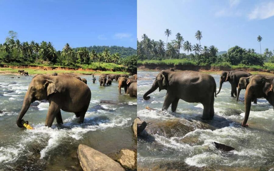From Colombo: Kandy Temple of Tooth & Elephant Orphanage - Key Things I’d Prioritize on This Day Trip