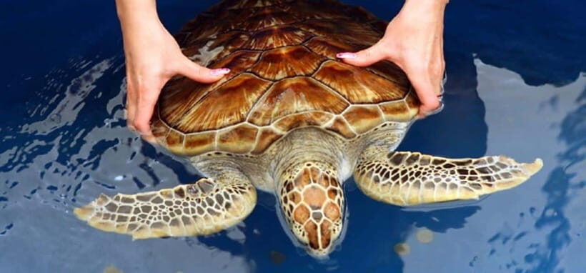 From Colombo/Negombo: Galle, Madu River, and Turtle Hatchery - A Private South Coast Day That Feels Like You Can Breathe