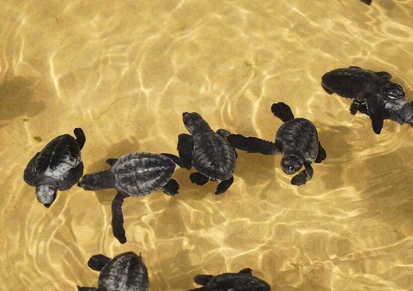From Colombo/Negombo: Galle, Madu River, and Turtle Hatchery - Price and value: what $46 per person really buys